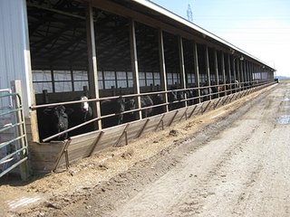 Property photo 7 - 116 +/- Acres Offered in 4 Tracts - Land & Cattle Facility Auction